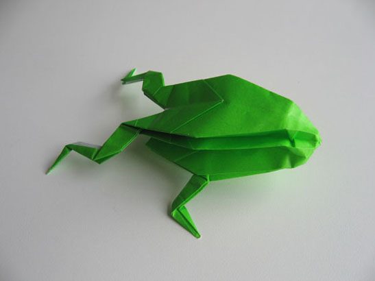 Rana papiroflexia Rana papiroflexia
